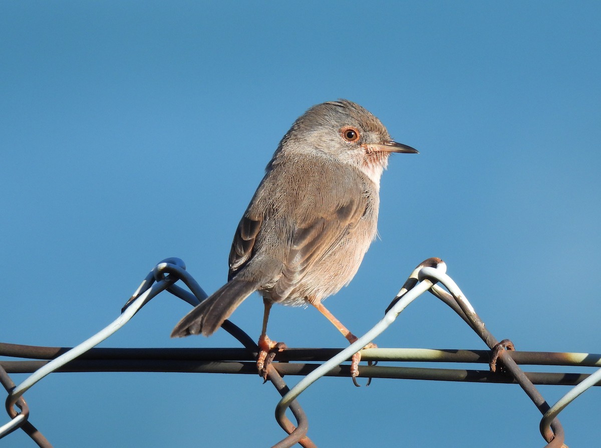 Dartford Warbler - ML610592239