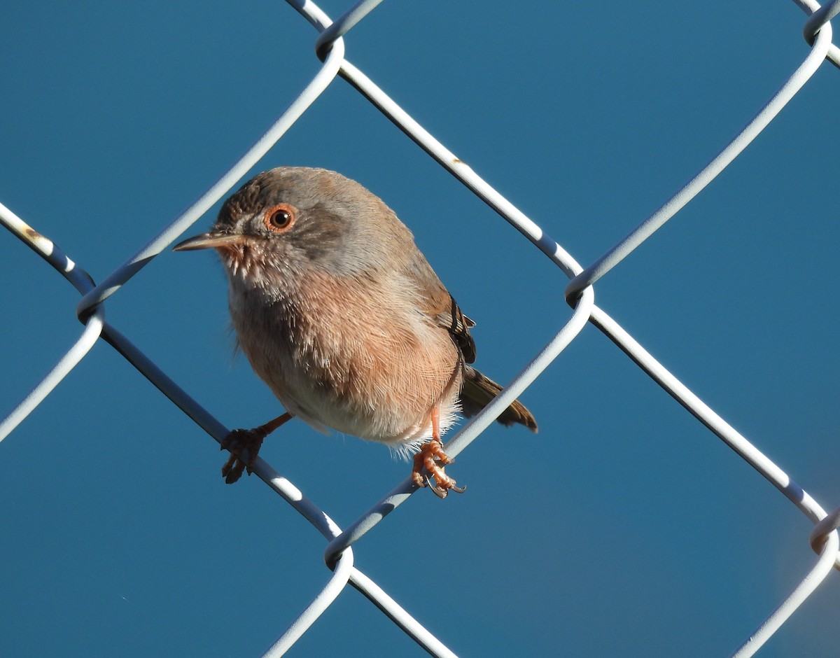 Dartford Warbler - ML610592250