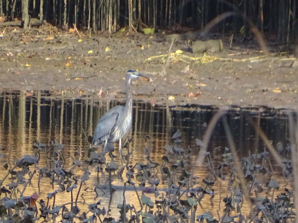 Great Blue Heron - Robert Solomon