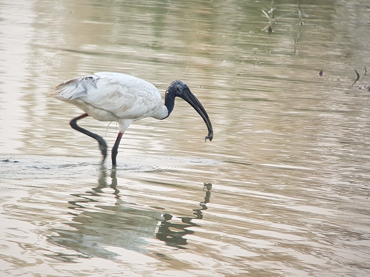 ibis černohlavý - ML610592296