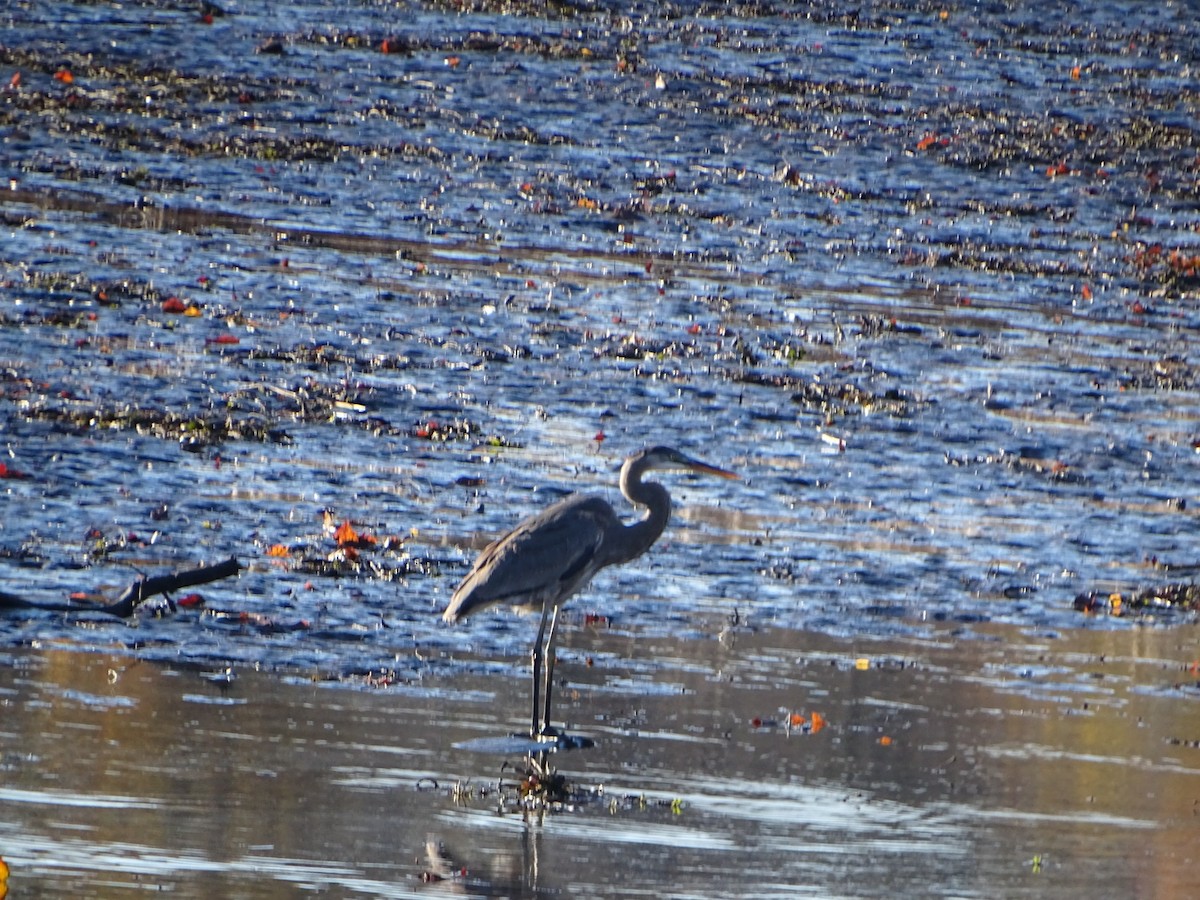 Great Blue Heron - Robert Solomon