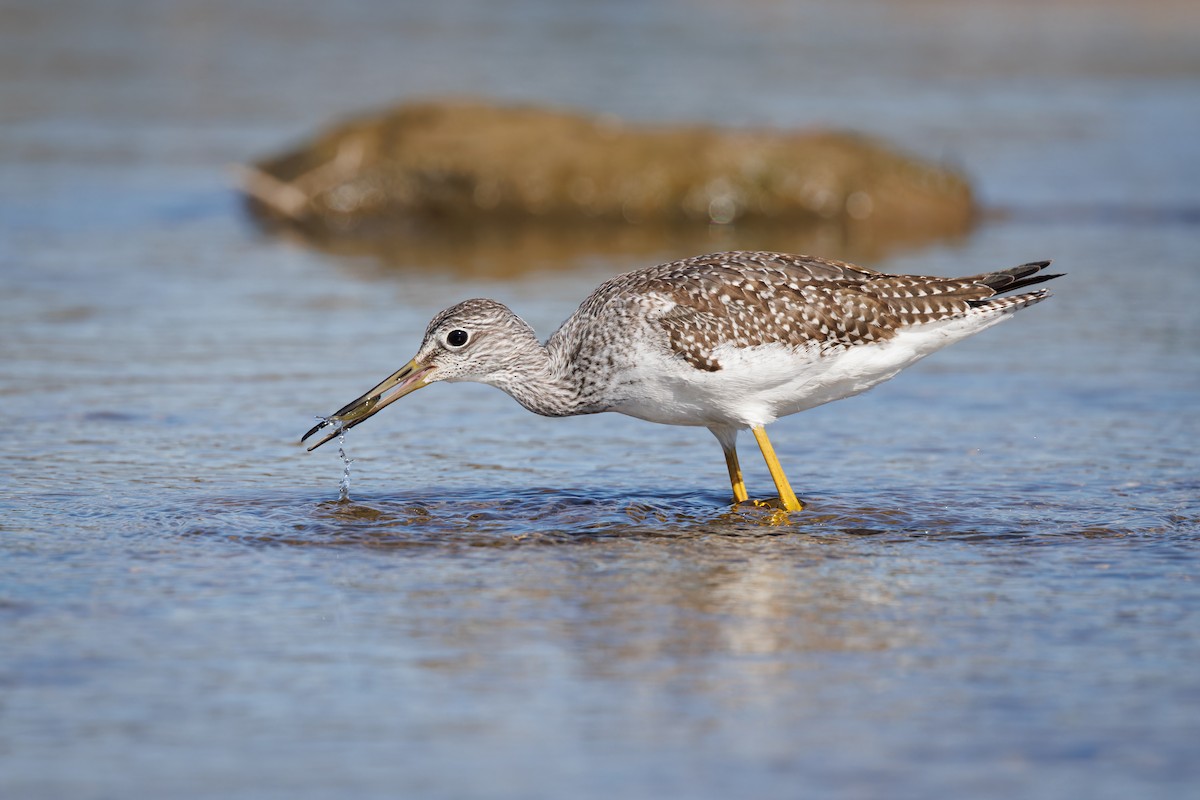 Greater Yellowlegs - ML610592432