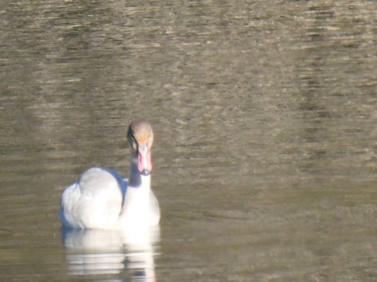 Cygne siffleur - ML610592440