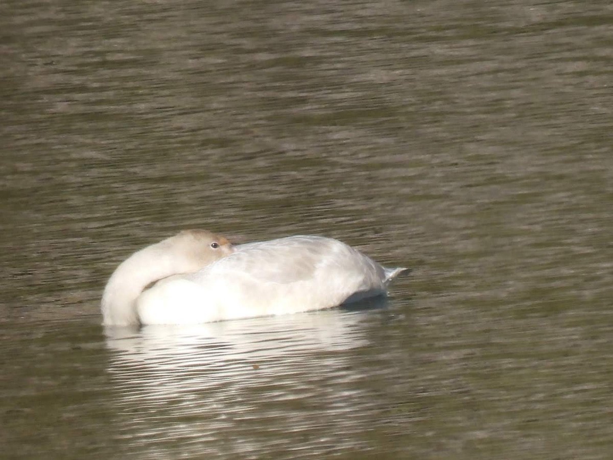 Cygne siffleur - ML610592442