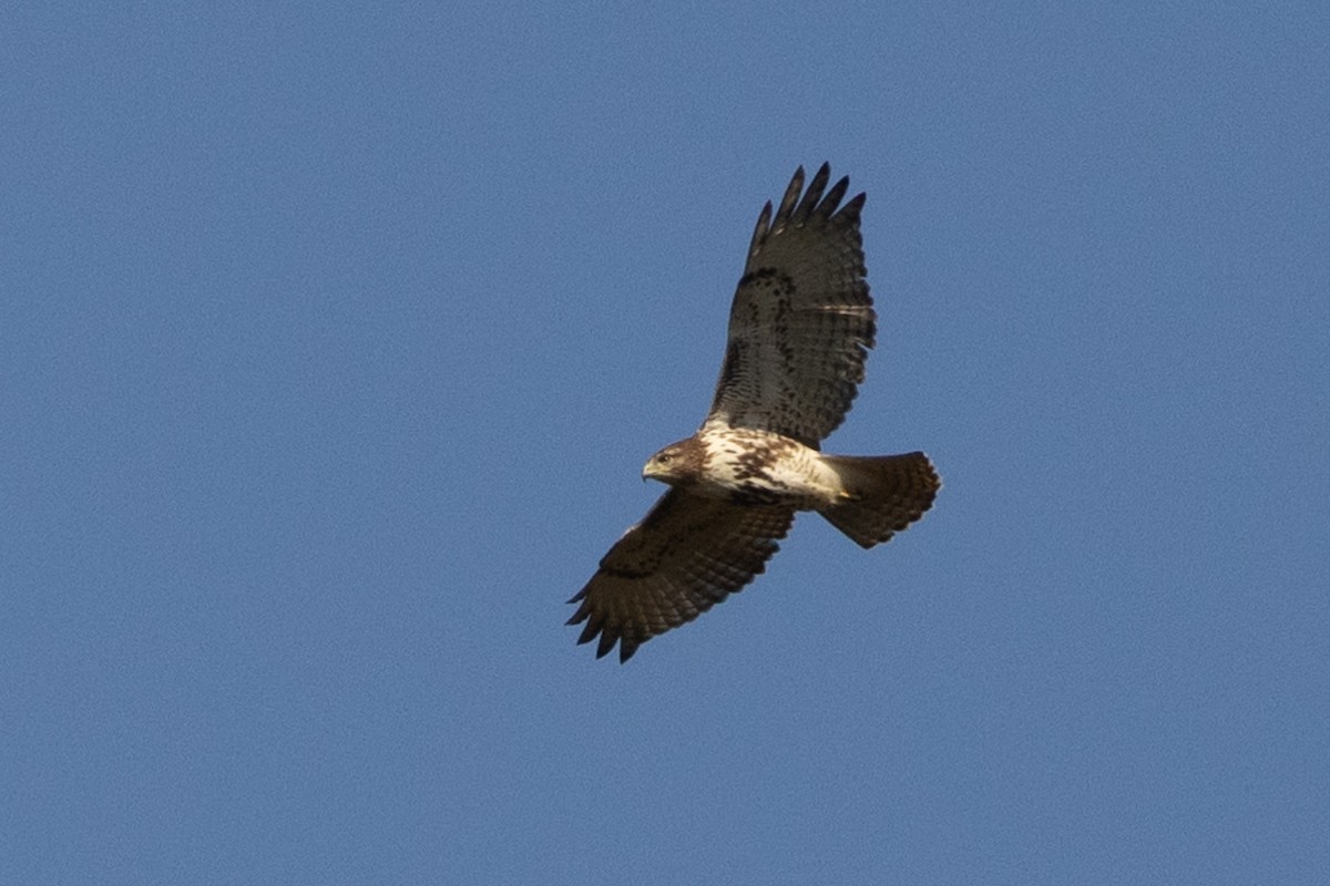 Red-tailed Hawk - ML610592451