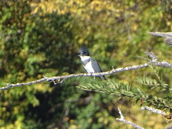 Belted Kingfisher - ML610592452