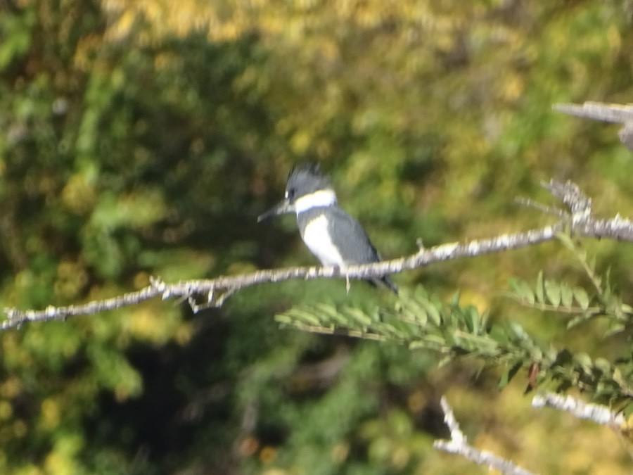 Belted Kingfisher - ML610592453