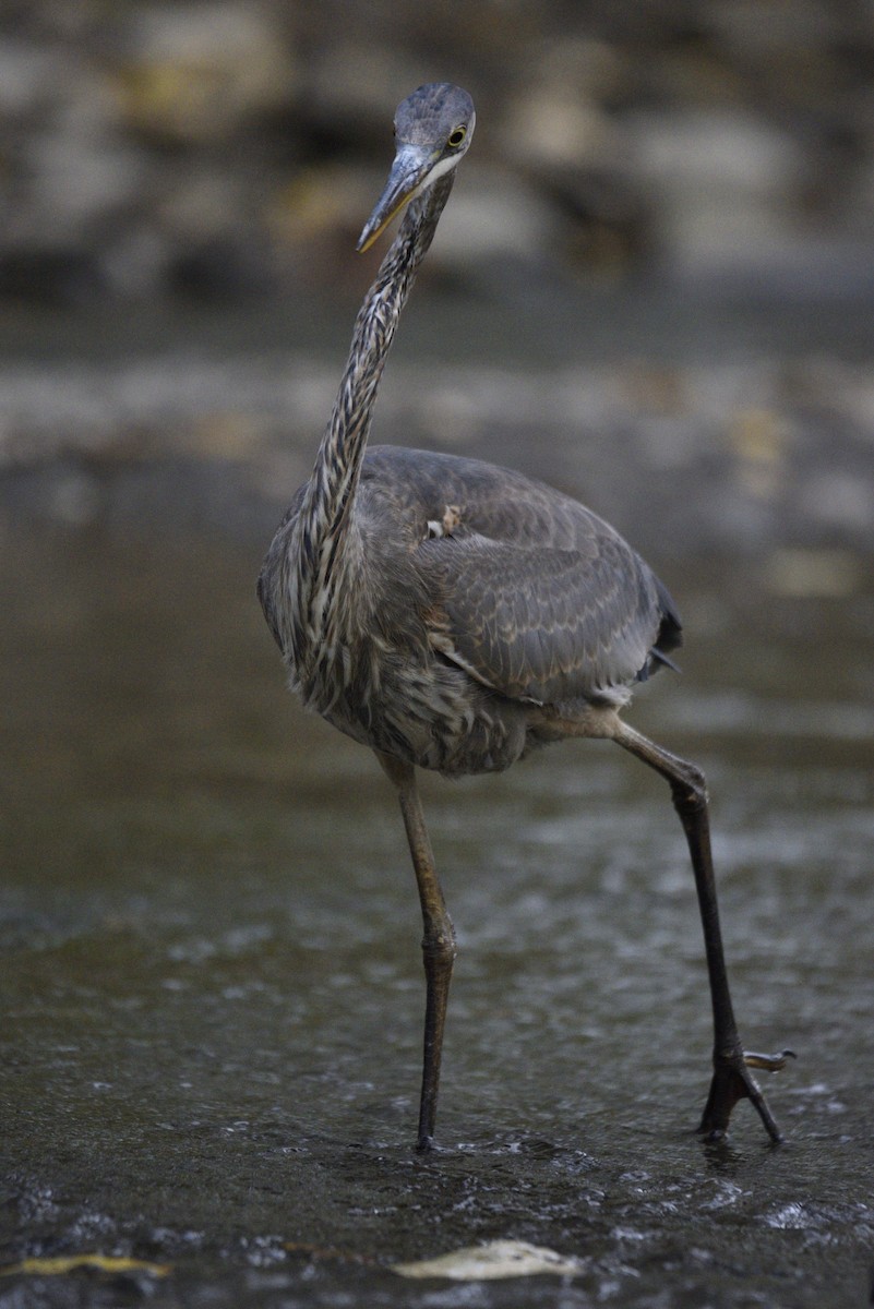 Great Blue Heron - ML610592562