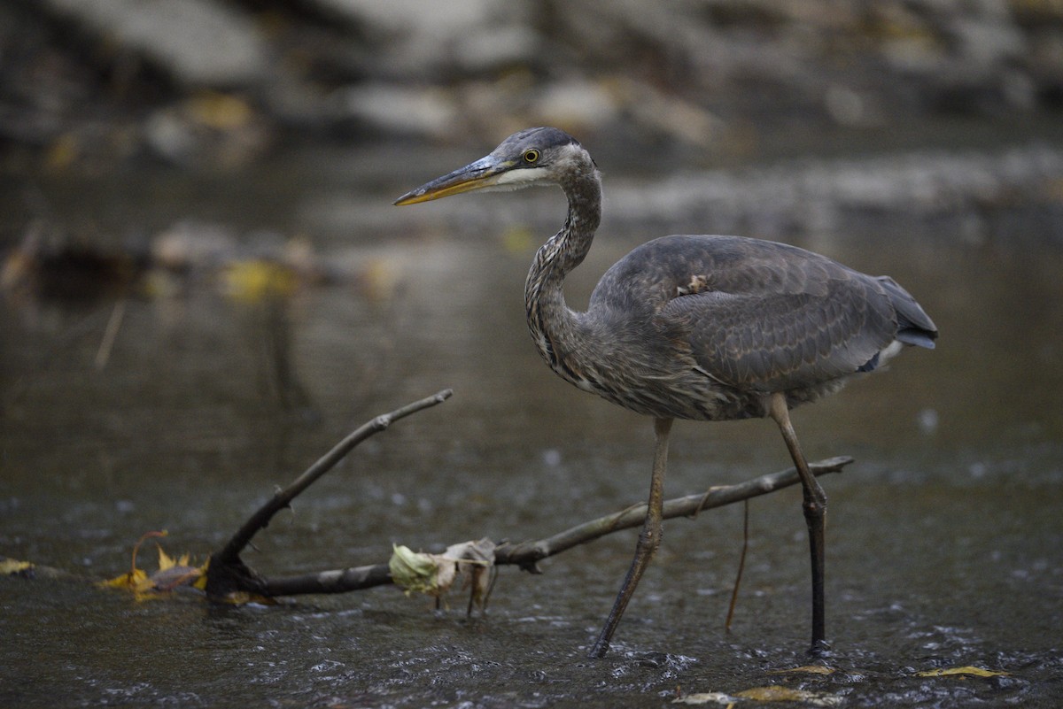 Great Blue Heron - ML610592567