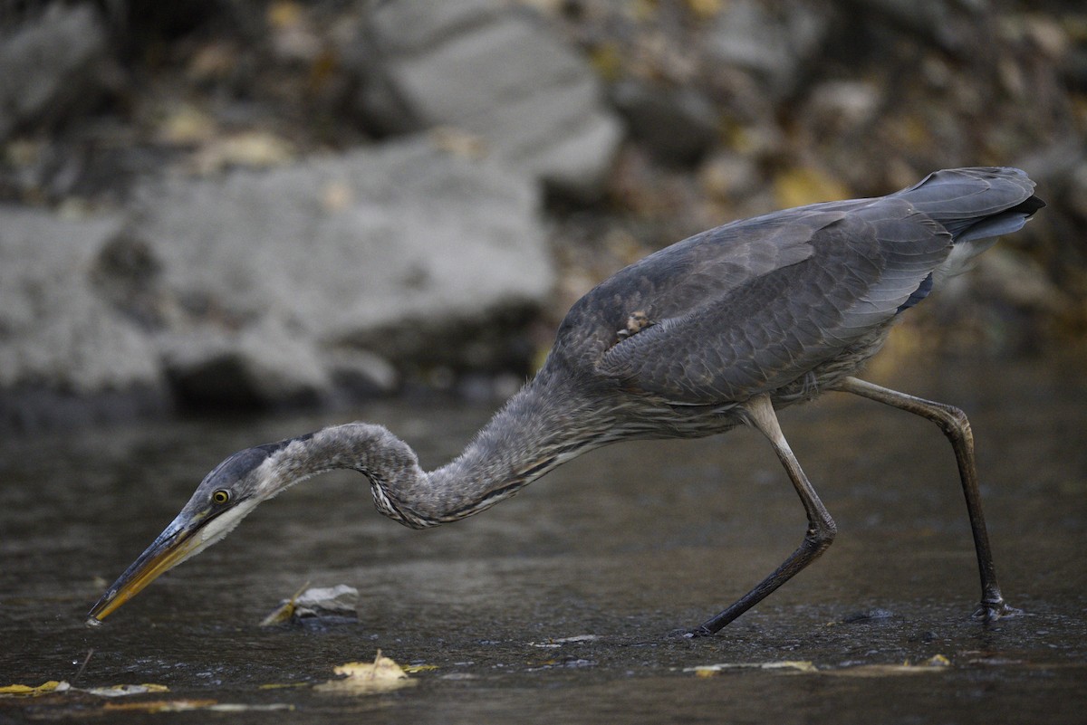 Great Blue Heron - Philippe Hénault