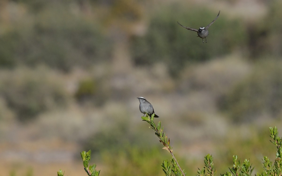 White-browed Chat-Tyrant - ML610592651