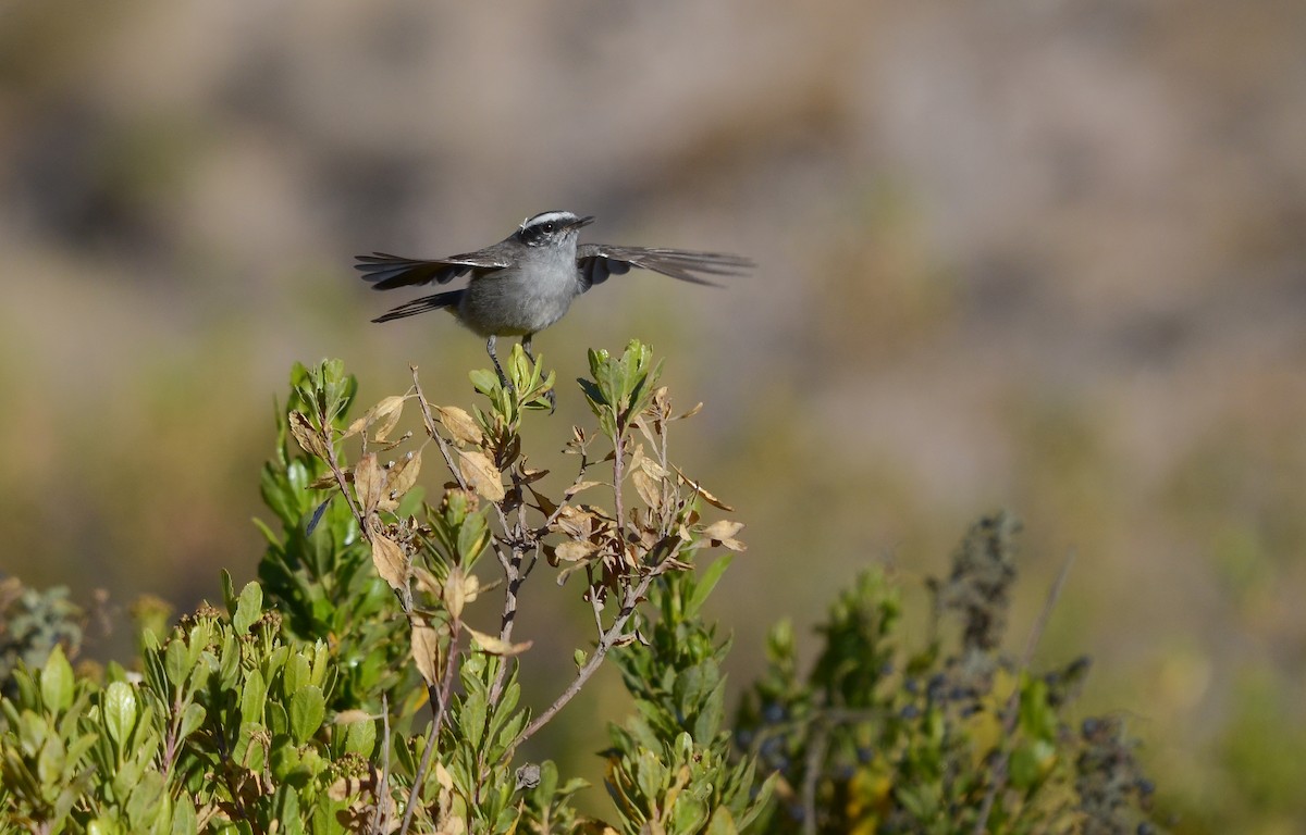 White-browed Chat-Tyrant - ML610592652
