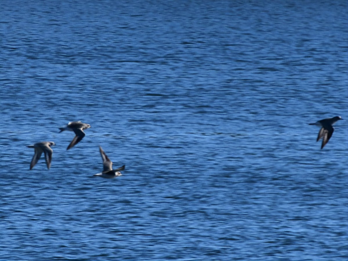 Black-bellied Plover - ML610592657