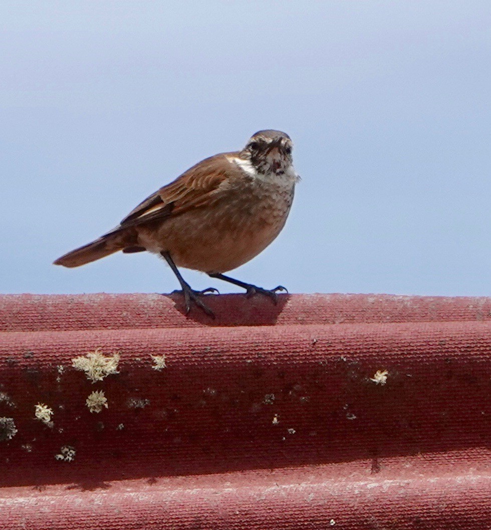 Chestnut-winged Cinclodes - ML610592660