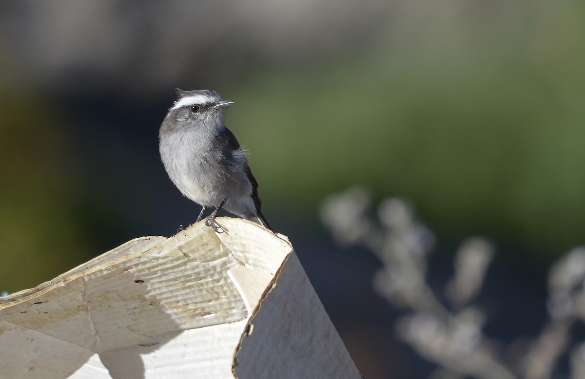 White-browed Chat-Tyrant - ML610592783