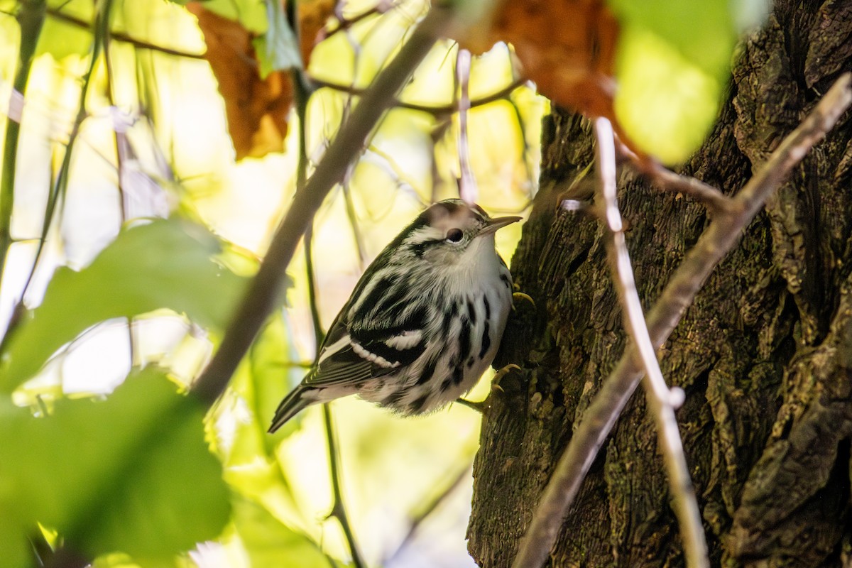 Black-and-white Warbler - ML610592784