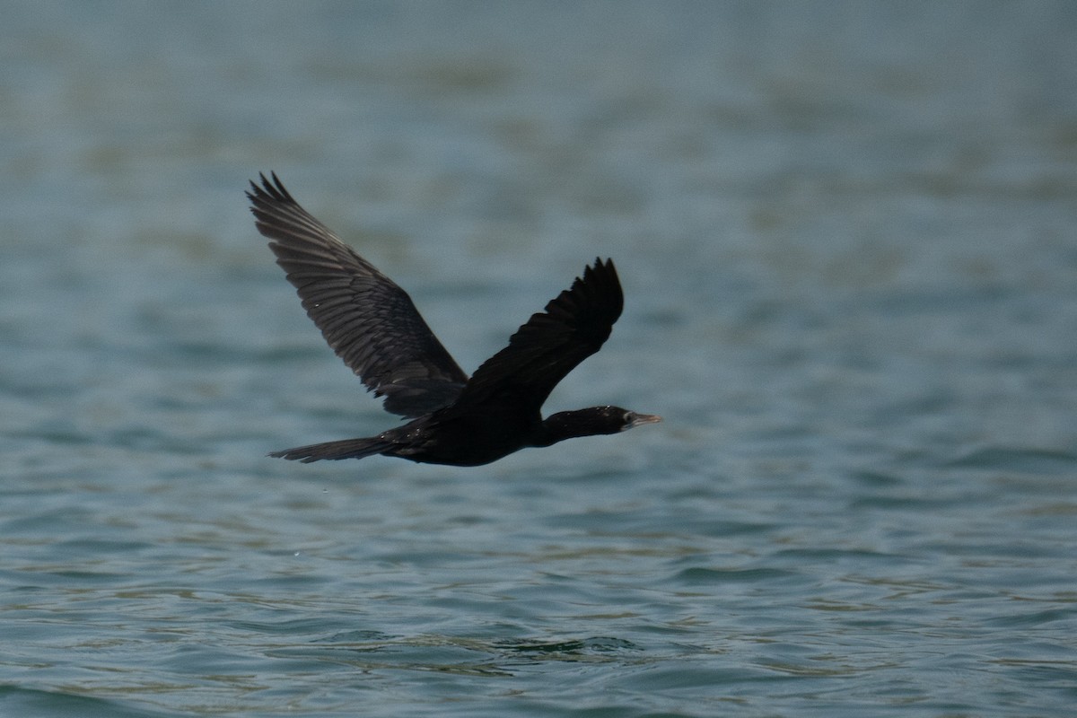 Little Cormorant - ML610592797