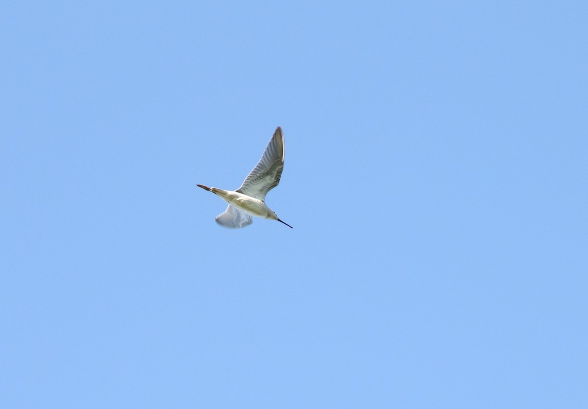 Stilt Sandpiper - ML610592857