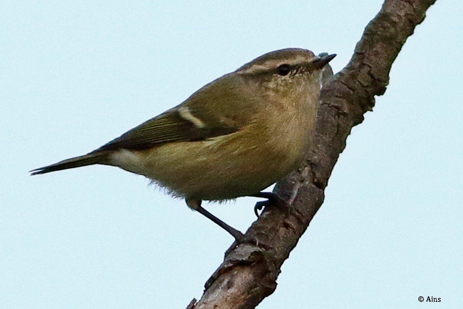 Hume's Warbler - ML610592858