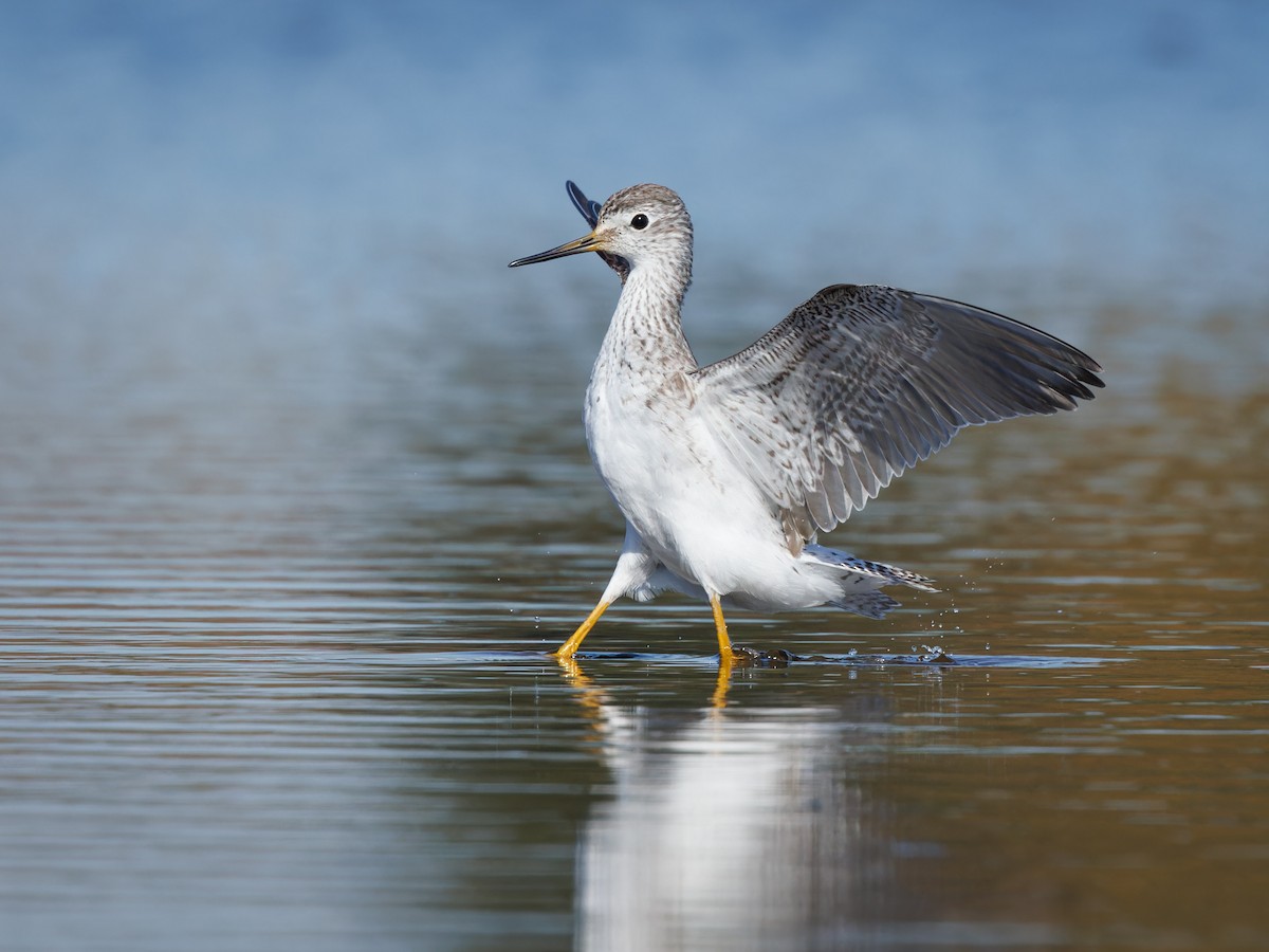 Lesser Yellowlegs - ML610592979