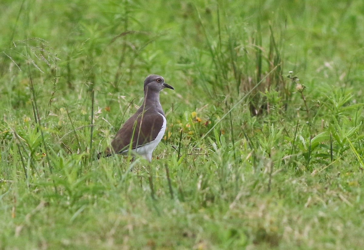 Senegal Lapwing - ML610592997