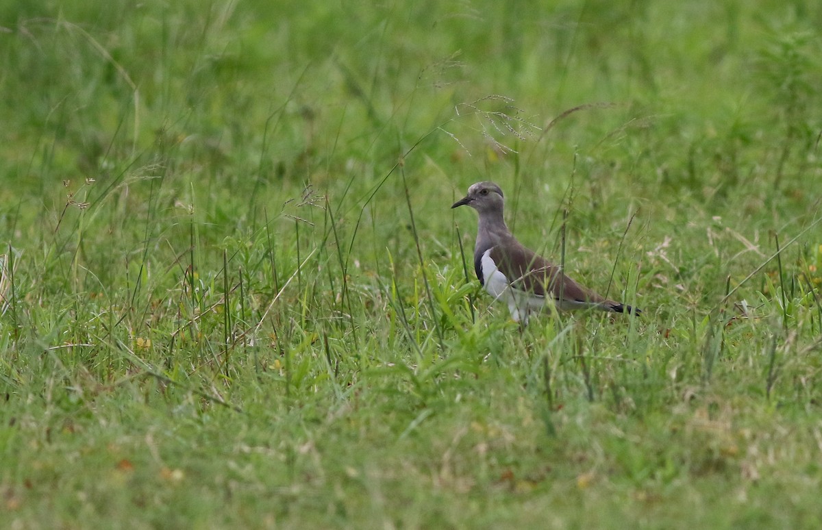 Senegal Lapwing - Adam Buckham