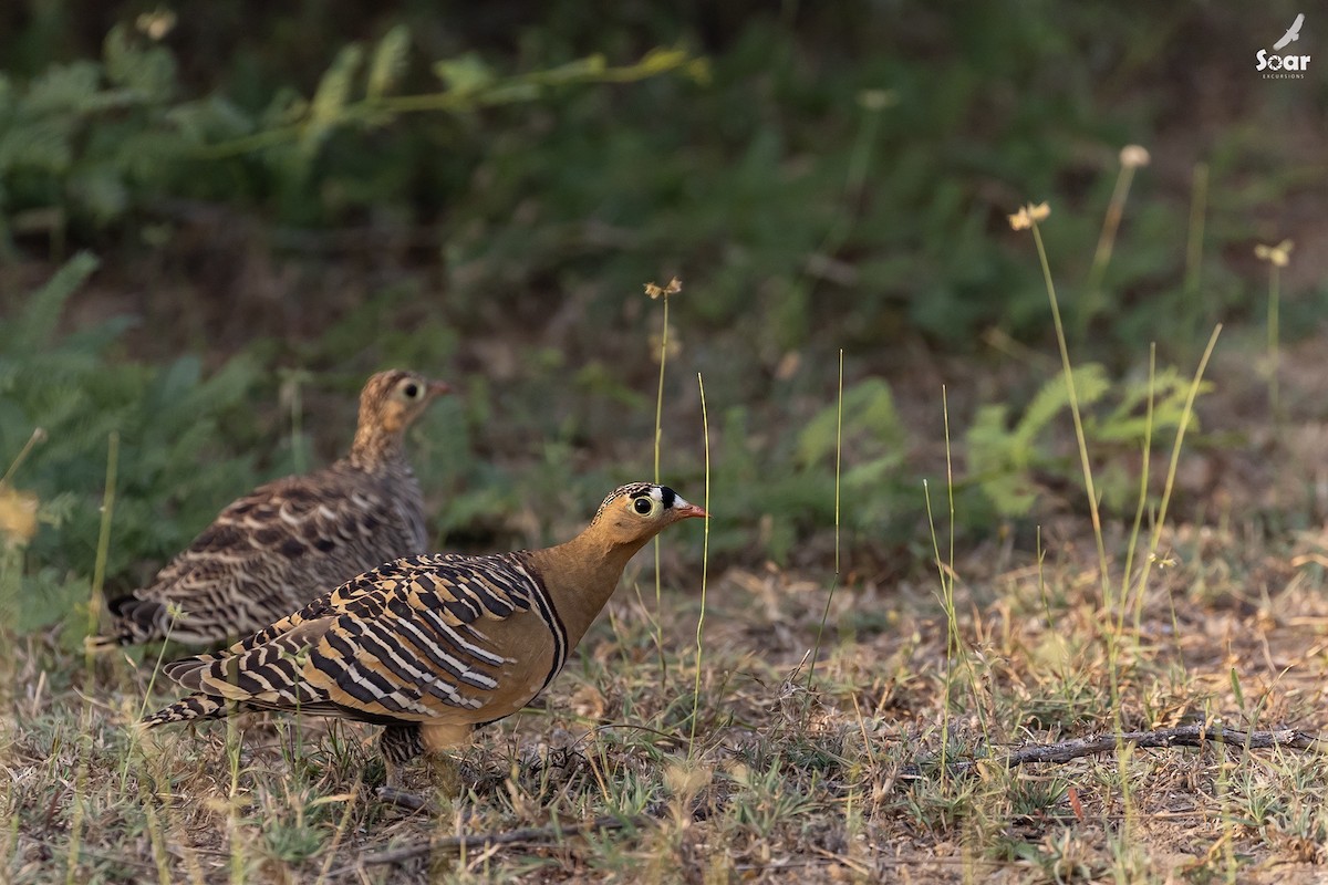 Painted Sandgrouse - ML610593133