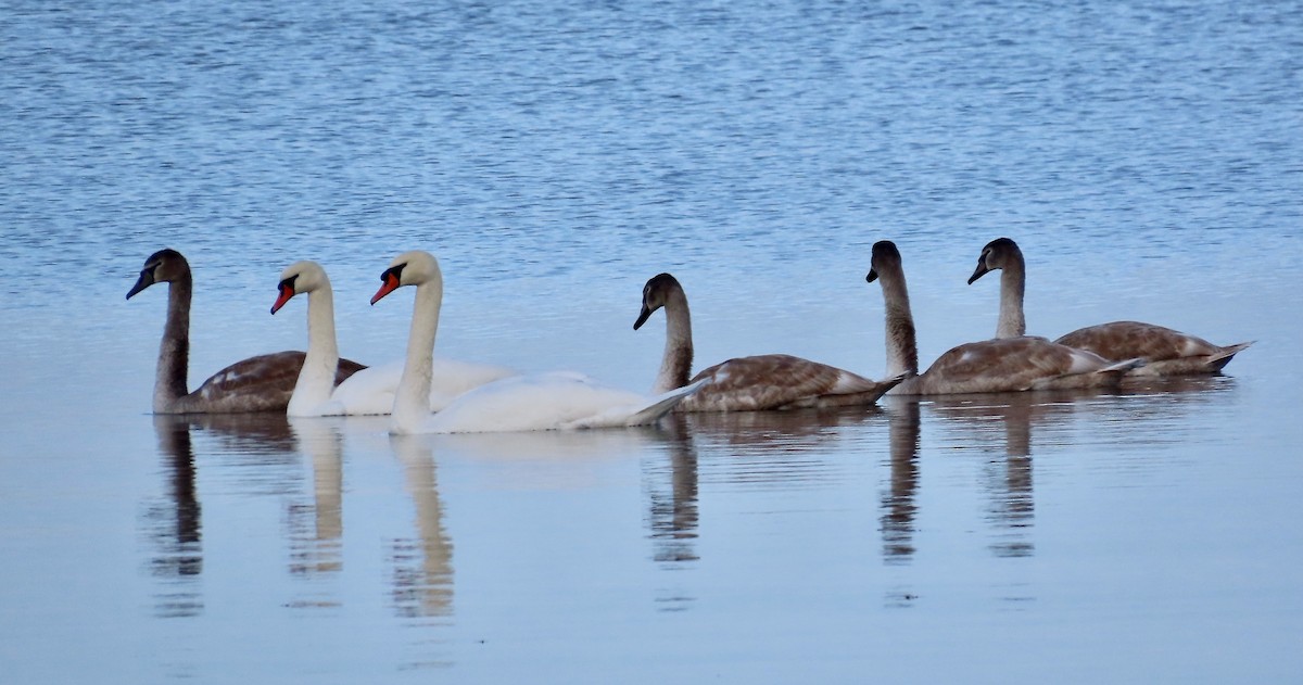 Mute Swan - ML610593175