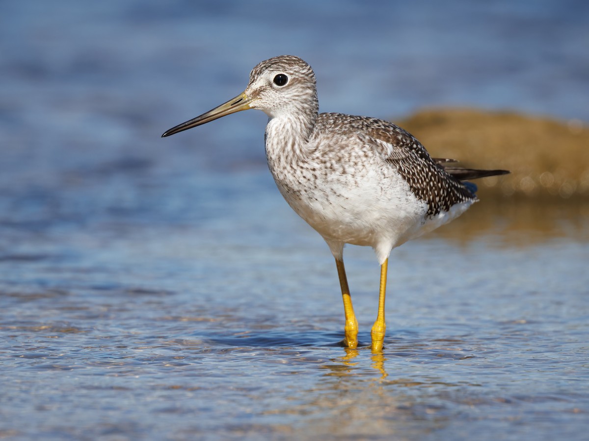 Greater Yellowlegs - ML610593303