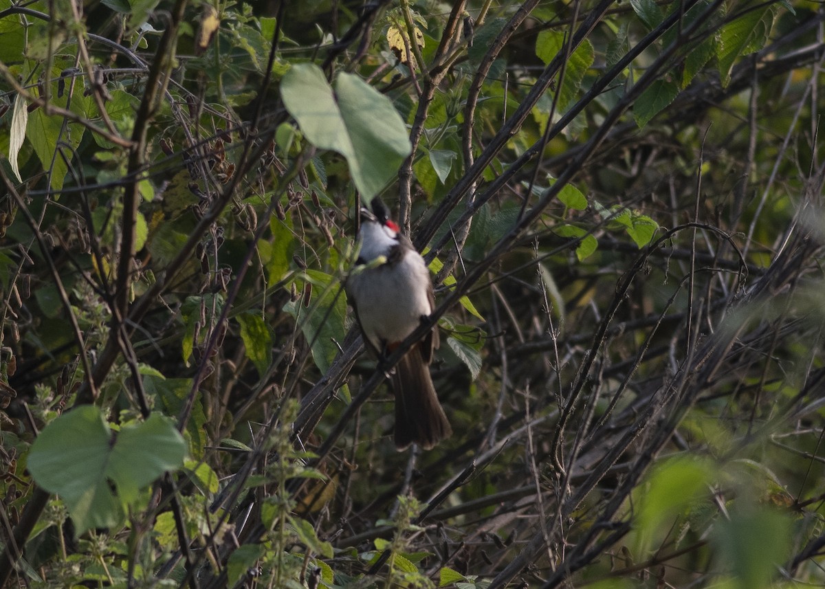 Red-whiskered Bulbul - ML610593504