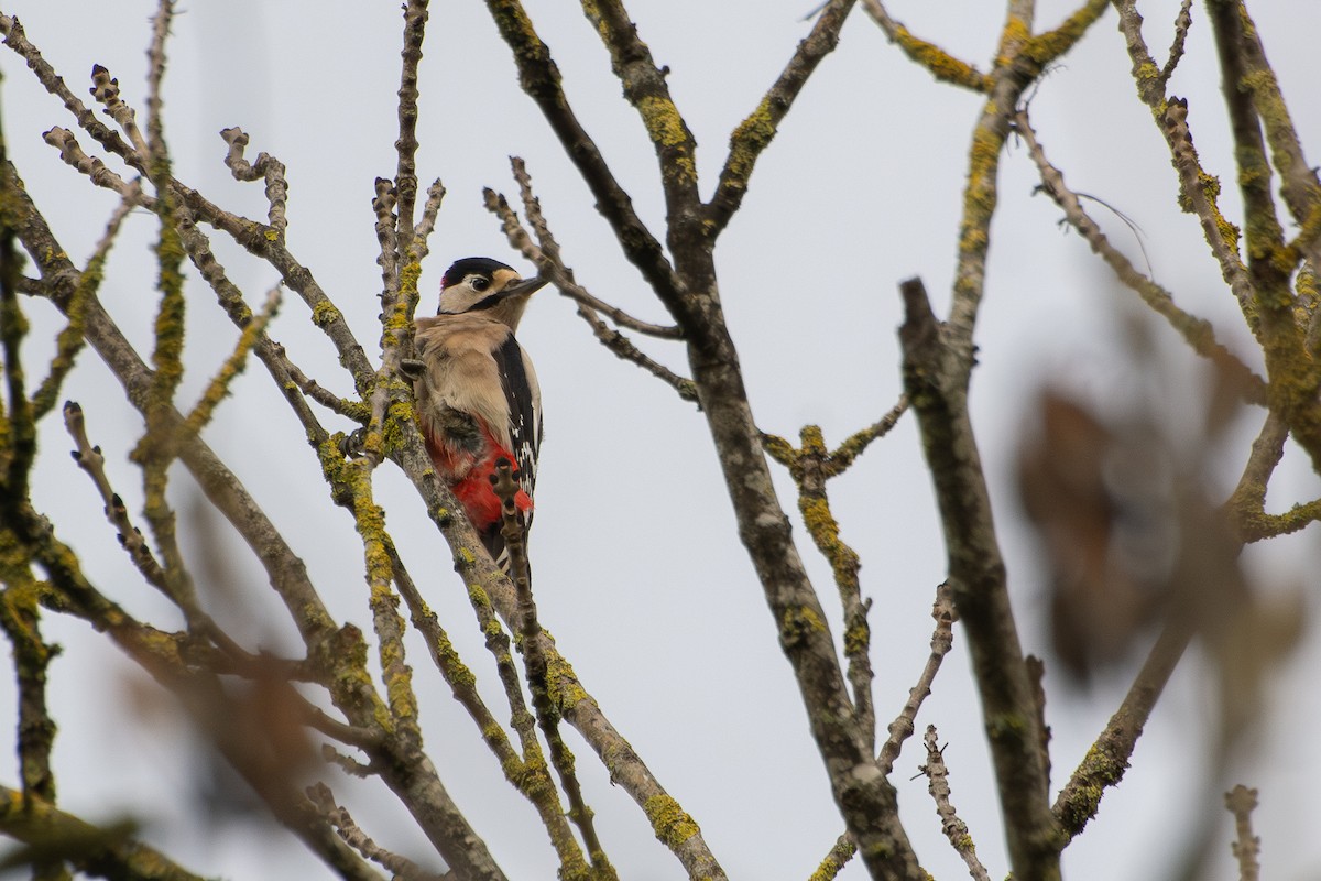 Great Spotted Woodpecker - ML610593639