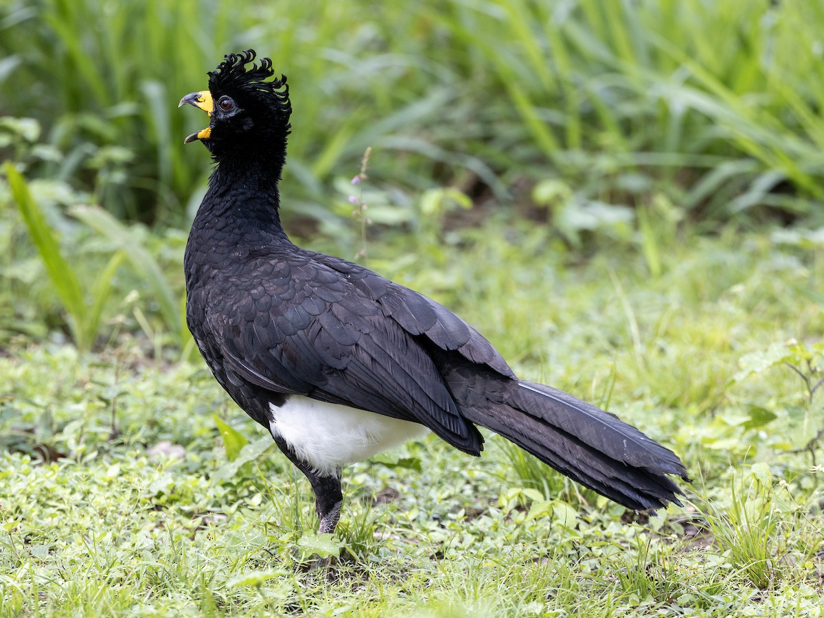 Gözlüklü Hokko (fasciolata/grayi) - ML610593665