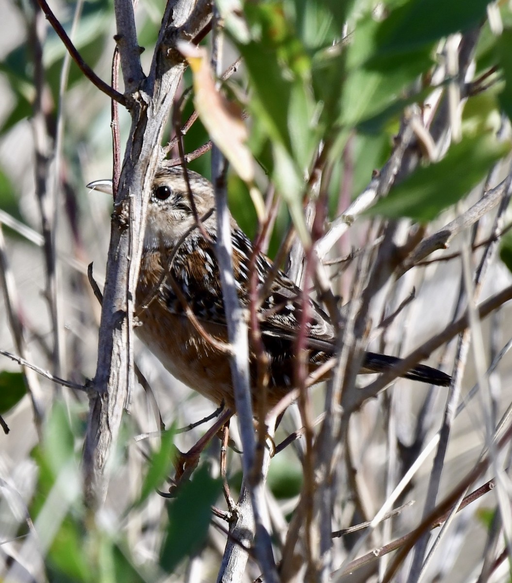 Sedge Wren - ML610593702
