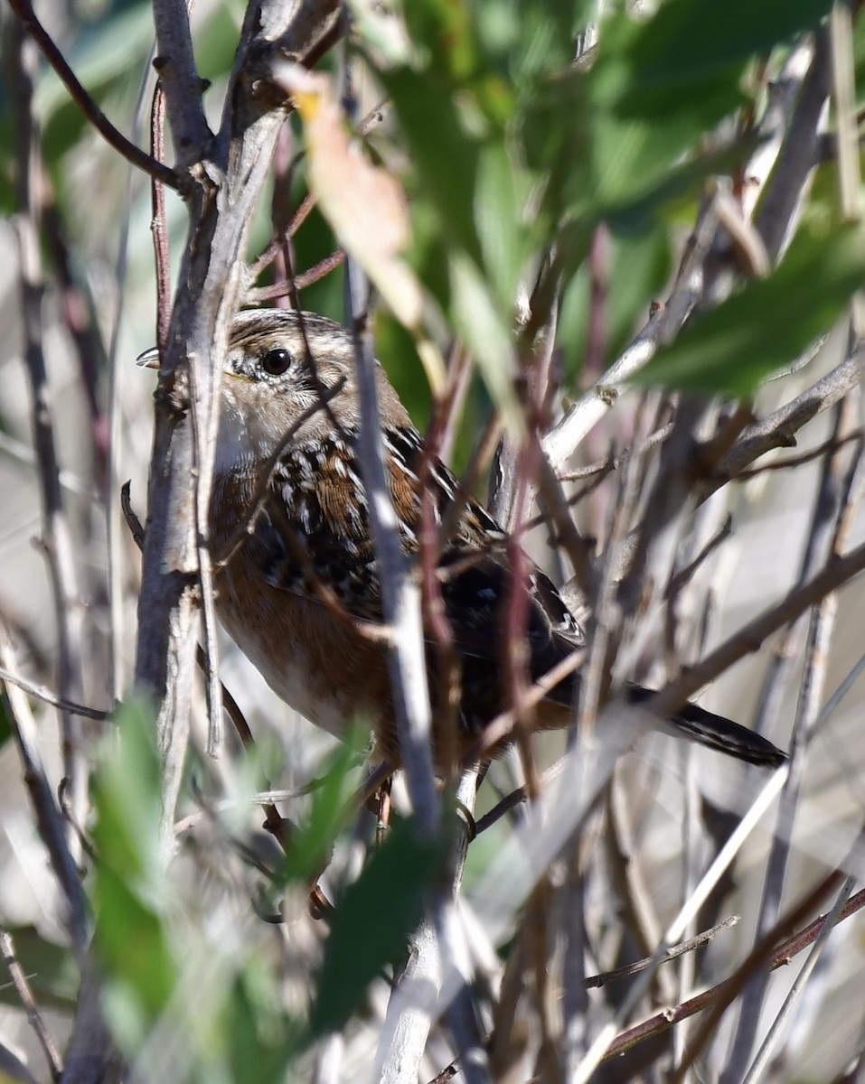 Sedge Wren - ML610593703