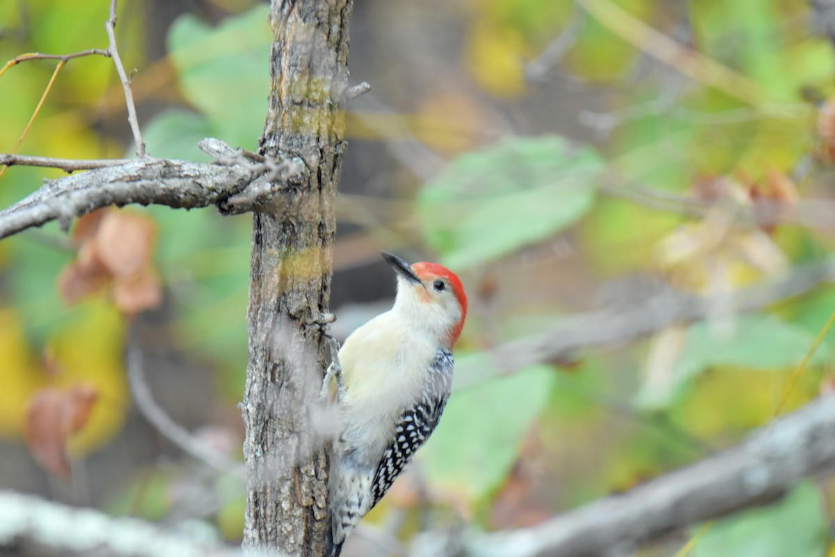 Red-bellied Woodpecker - ML610593705