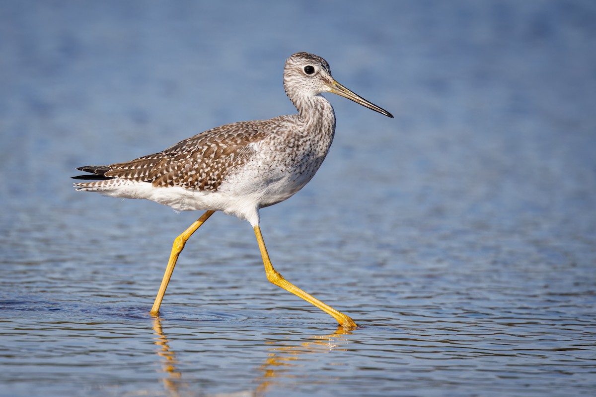 Greater Yellowlegs - ML610593709