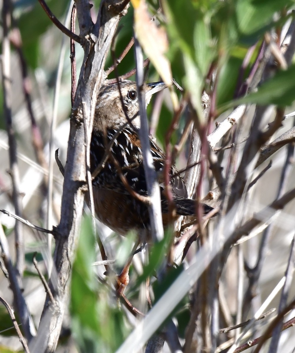 Sedge Wren - ML610593736