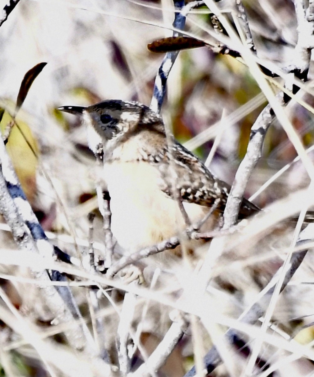 Sedge Wren - ML610593797