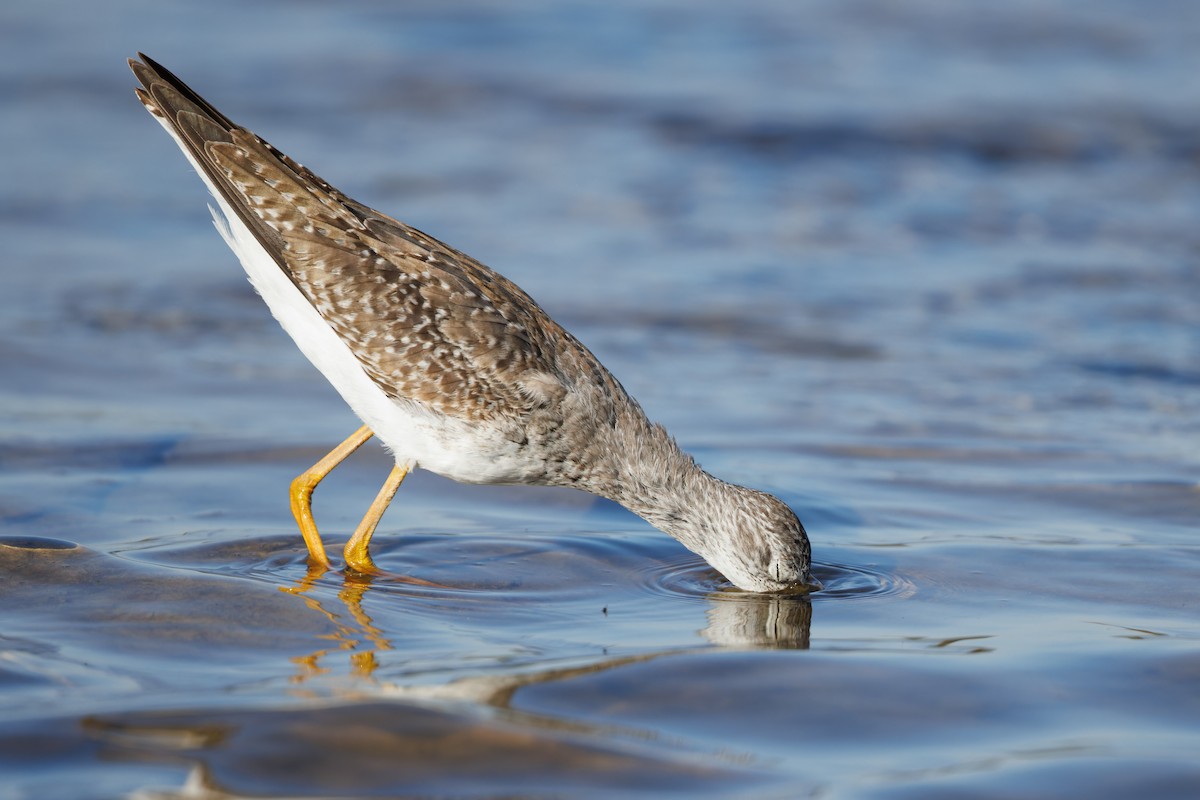 Lesser Yellowlegs - ML610593803