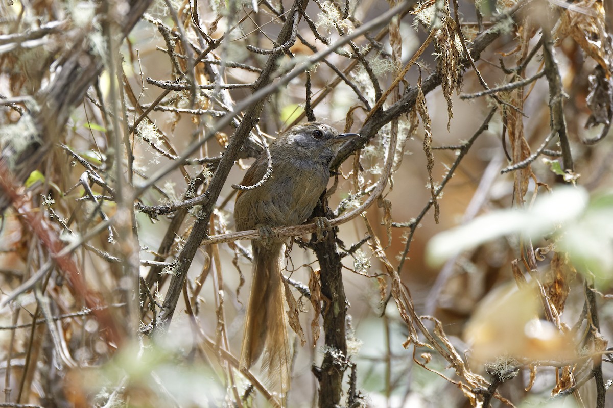 Apurimac Spinetail - David Wright