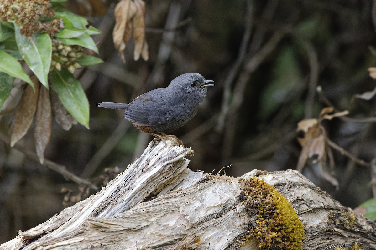 Vilcabamba Tapaculo - David Wright