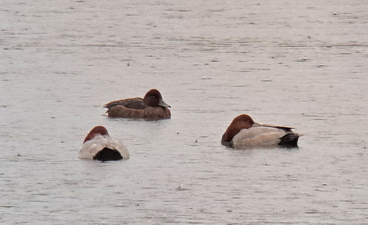 Ferruginous Duck - Joe Stockwell