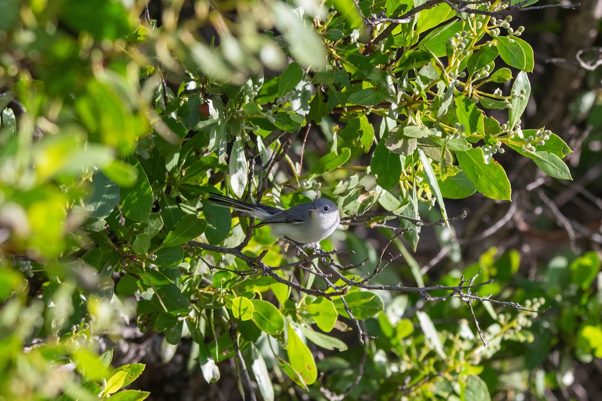 Blue-gray Gnatcatcher - ML610594066