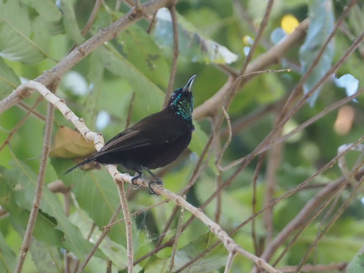 Green-throated Sunbird - Stephan Lorenz
