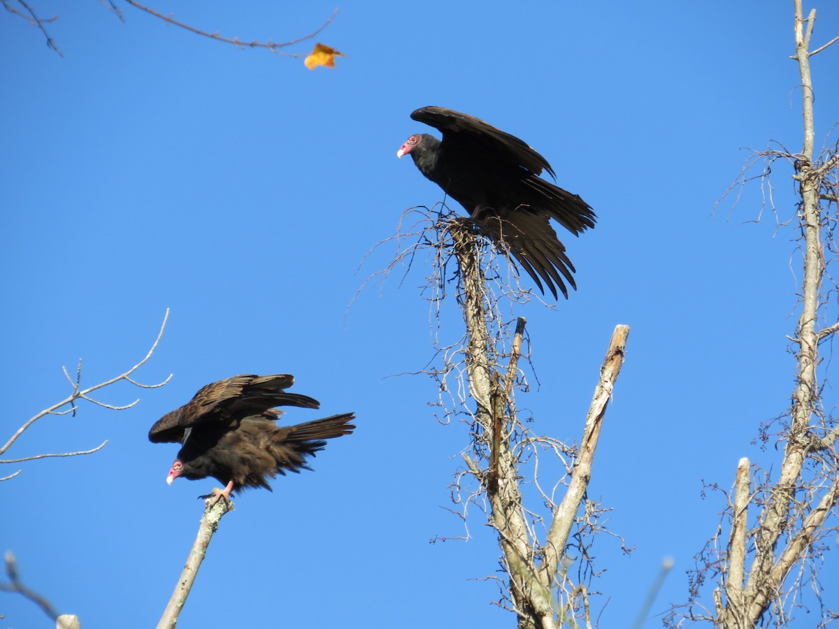 Turkey Vulture - Nathaniel Keyse