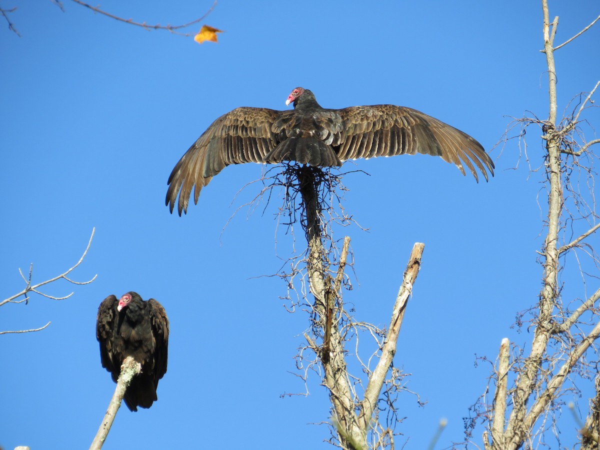 Turkey Vulture - Nathaniel Keyse