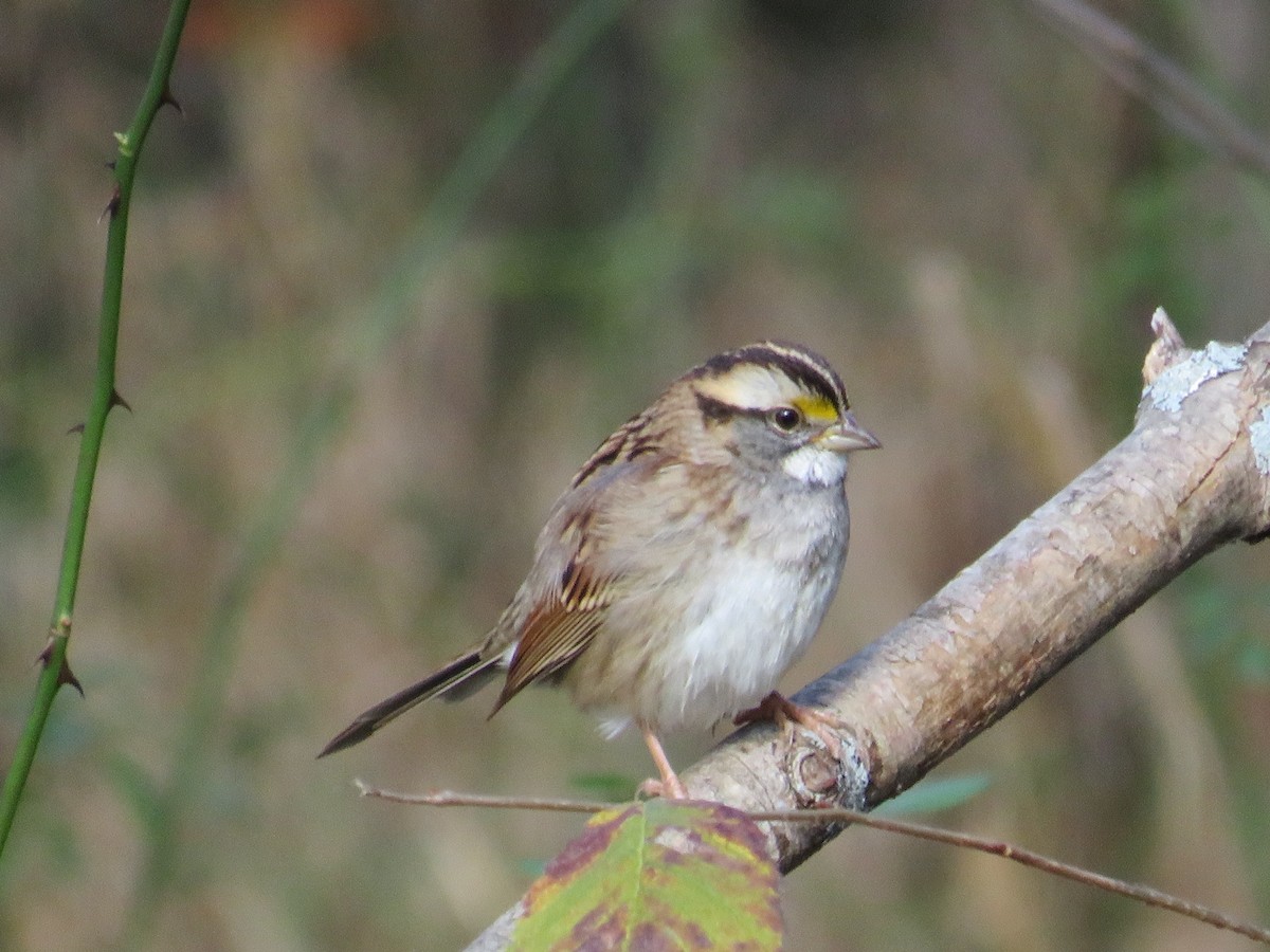 White-throated Sparrow - Nathaniel Keyse