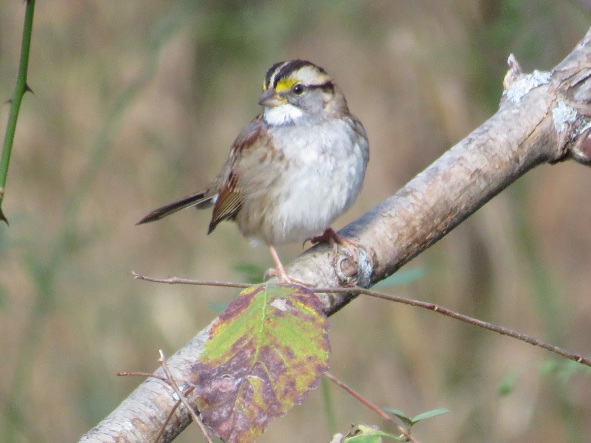 White-throated Sparrow - Nathaniel Keyse