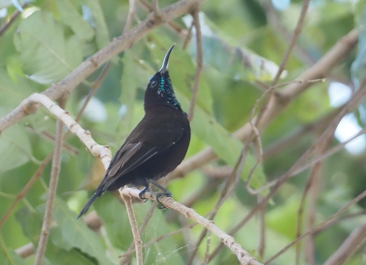 Green-throated Sunbird - ML610594103