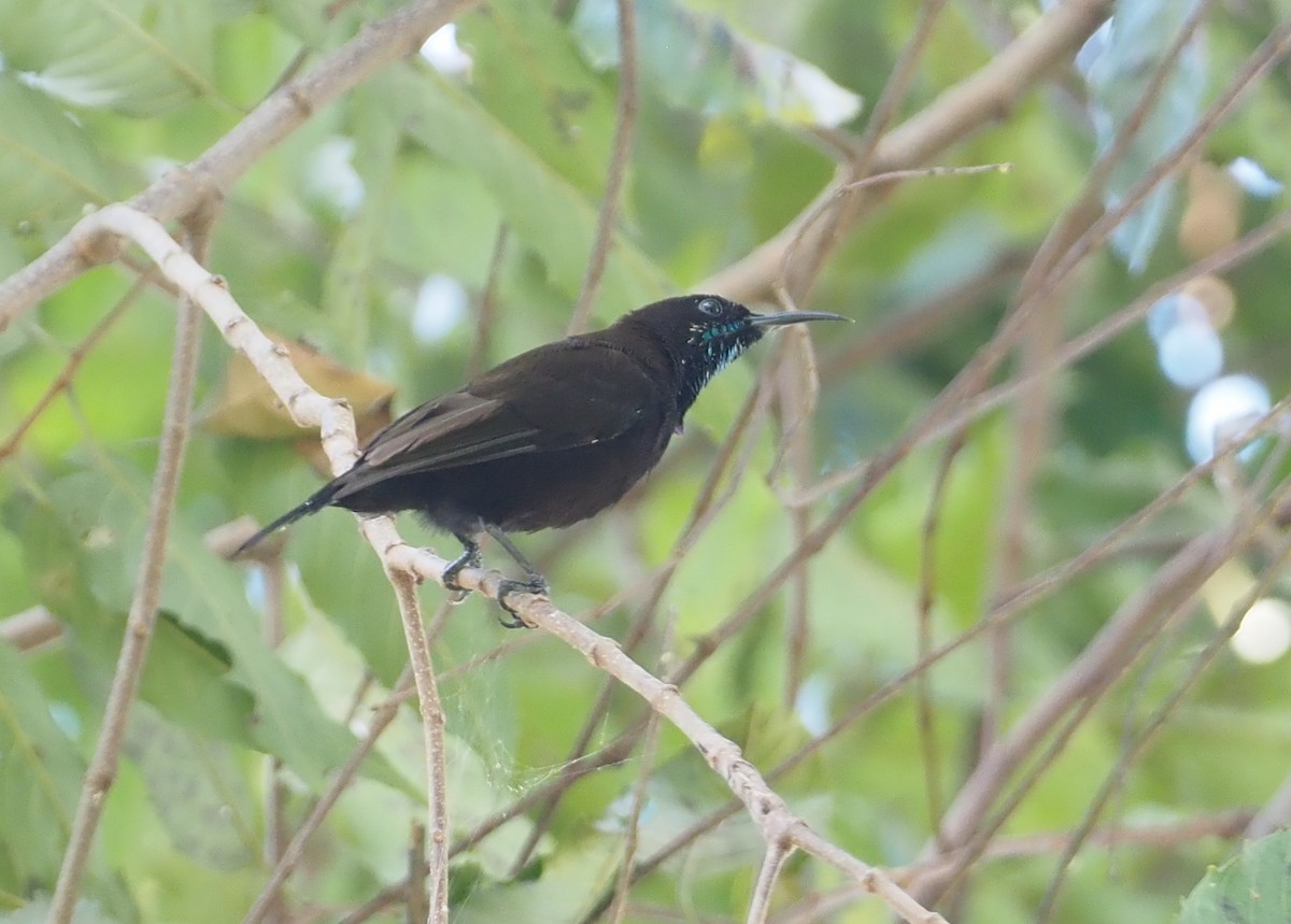 Green-throated Sunbird - ML610594113